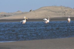 Sandwich Harbour Adventure: Seals and Sandwich harbour dune drive - Flamingos and waders near the Walvis Bay Lagoon: spotting tips that actually help