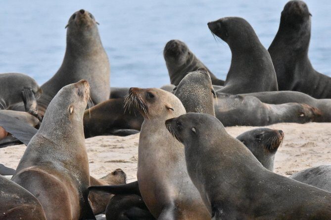 Sandwich Harbour Adventure: Seals and Sandwich harbour dune drive - How the guide affects your day: Dennis, Winton, Viktor, Garret, Johannes, Rudy, and Uwe