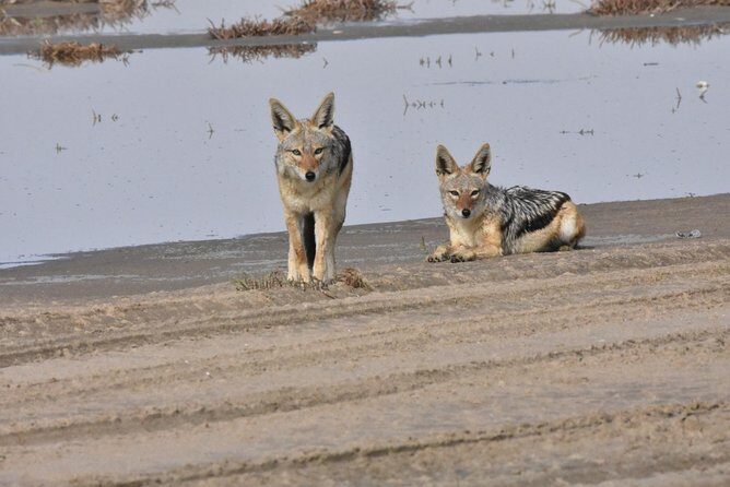 Sandwich harbour and Welwitschia Tour - A Namib Desert day in one long, practical 4x4 plan