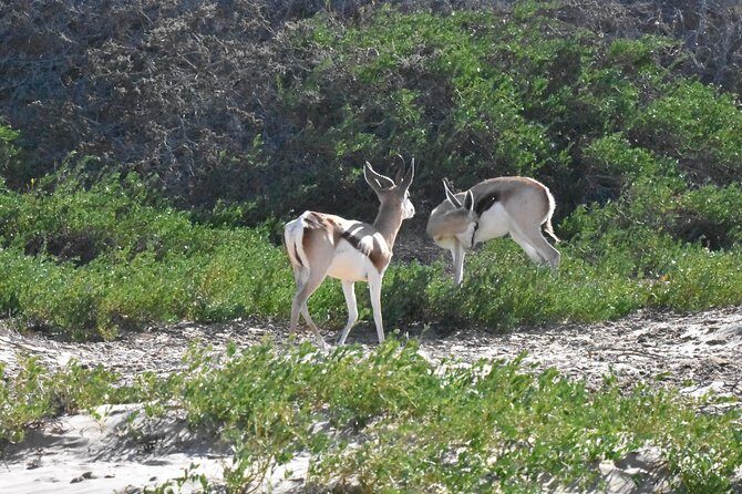 Sandwich harbour and Welwitschia Tour - Walvis Bay lagoon: flamingos, salt lakes, and dune views