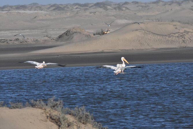 Sandwich harbour and Welwitschia Tour - Price and value: what you’re really paying for at about $218
