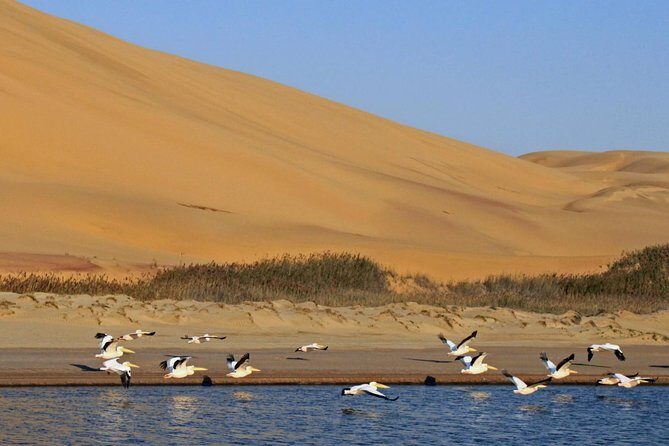 Sandwich Harbour Full Day Excursion - Pelican Point seals: how this coastal stop delivers