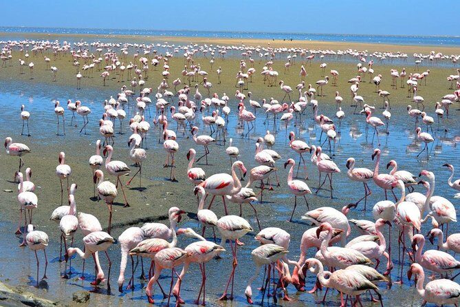 Sandwich Harbour Full Day Excursion - Walvis Bay Lagoon: flamingos, bird-watching pace, and what to look for