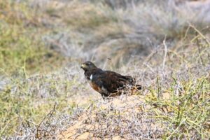 Sandwich Harbour Half-Day 4x4 Tour (5 hours) from Walvis Bay - Walvis Bay Waterfront and Lagoon: Your Easy Win for Wildlife