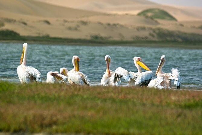 Sandwich Harbour Half-Day 4x4 Tour (5 hours) from Walvis Bay - Sandwich Harbour by 4x4: What the Dune Driving Really Adds