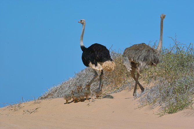 Sandwich Harbour Half-Day 4x4 Tour (5 hours) from Walvis Bay - Group Size and the Guide Factor: Getting a Real Desert Day