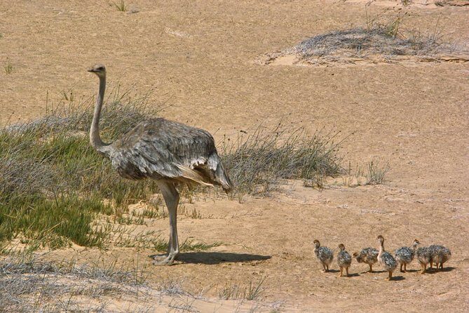 Sandwich Harbour Half-Day 4x4 Tour (5 hours) from Walvis Bay - Pickup, Mobile Ticket, and Included Costs: Where the Value Shows Up