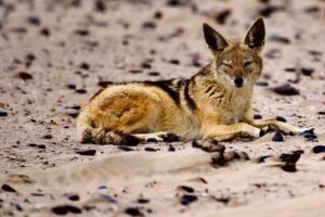 Sandwich Harbour Half Day Scenic Excursion - Small group, private-feeling guide, and practical timing