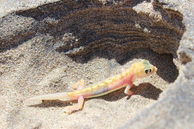 Sandwich Harbour Half Day Scenic Excursion - Walvis Bay Lagoon stop: salt works, flamingos, and photo breaks