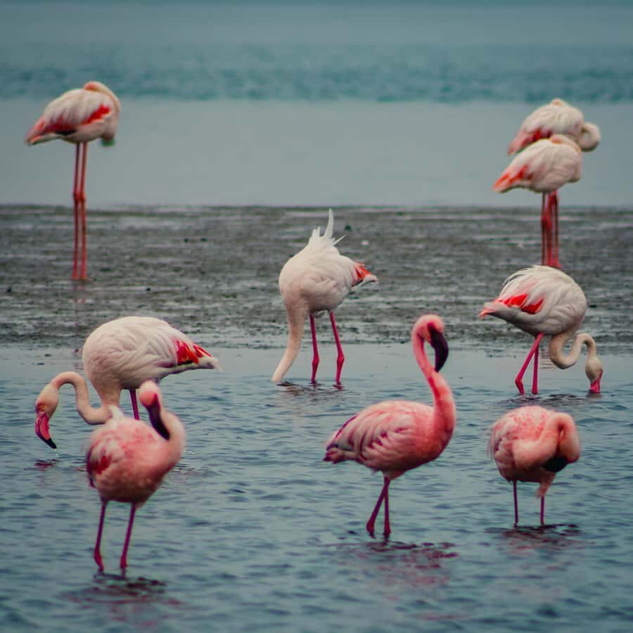 Sandwich Harbour Half Day Tour - The Real Star: Sandwich Harbour and the Desert-Atlantic Edge
