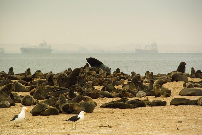 Sandwich Harbour & Pelican Point Full Day Tour - Key Things You’ll Notice on This Tour