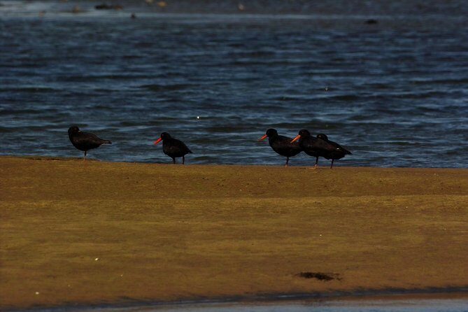 Sandwich Harbour & Pelican Point Full Day Tour - Lunch in the Namib Desert: Included, Simple, and Timed for the Day