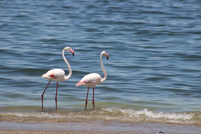 Sandwich Harbour Scenic Excursion - Design for the Cruise Ships - 4x4 beach driving and dune drives: the main event