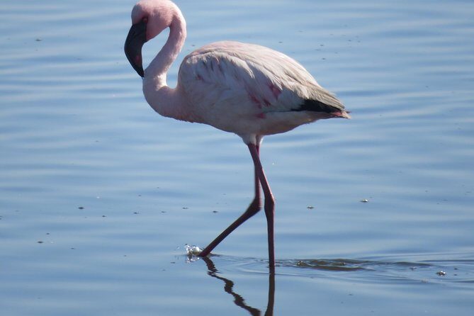 Sandwich Harbour Tour - Pelgrim Tours - Picnic in the Desert: A Small Inclusion That Changes the Whole Day