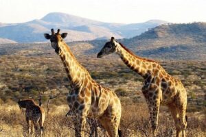 Scenic Game Drive Activity - Cats Unlimited Drive: Cheetah and Leopard Dinner