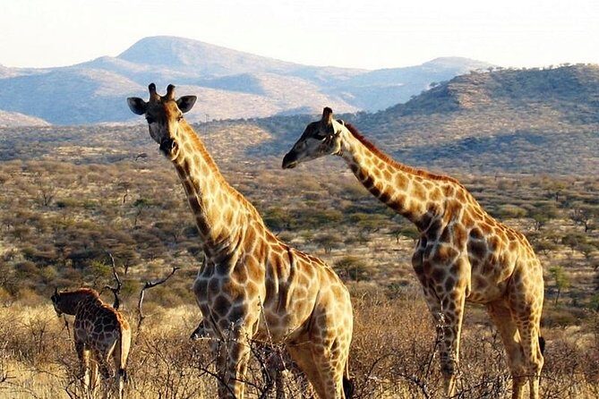 Scenic Game Drive Activity - Cats Unlimited Drive: Cheetah and Leopard Dinner