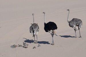Scenic Sandwich Harbour Tour - The salt mine stop: why this feels like Namibia, not just a stop