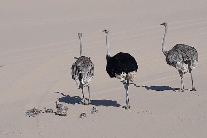 Scenic Sandwich Harbour Tour - The salt mine stop: why this feels like Namibia, not just a stop