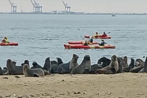 Seal Kayaking at Pelican Point from Swakopmund - Pelican Point seal colony by kayak: what to expect on the water