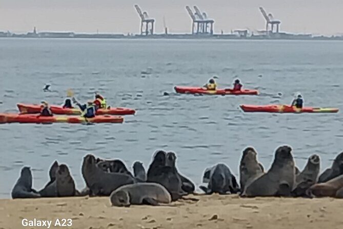 Seal Kayaking at Pelican Point from Swakopmund - Price and booking timing: is it worth $83.08?