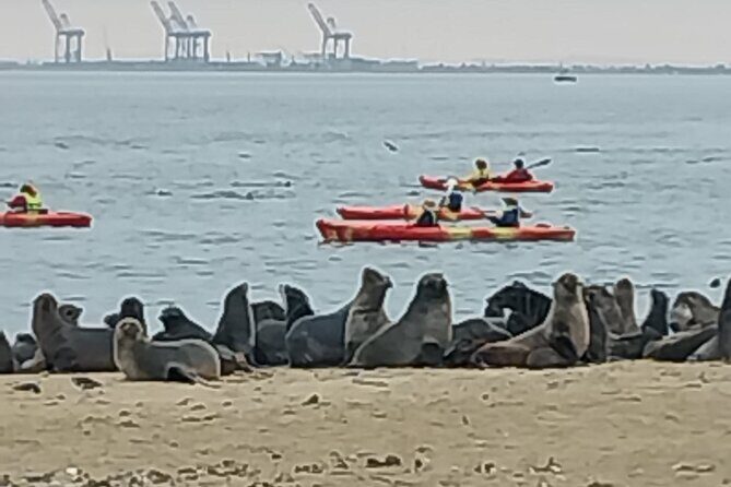 Seal Kayaking at Pelican Point from Swakopmund - Pelican Point seal colony by kayak: what to expect on the water
