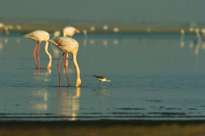 Shore Excursion - Flamingos ,Dune7,Welwitschia, Moonlandscape,Oasis,Swakopmund. - Price and value: what $171.51 really covers