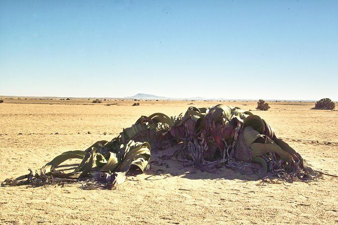 Shore Excursion - Flamingos ,Dune7,Welwitschia, Moonlandscape,Oasis,Swakopmund. - Comfort, driving time, and how to get the most out of short stops