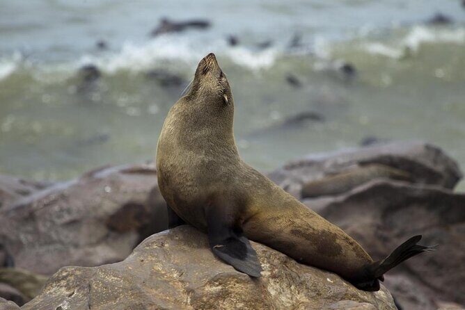Skeleton Coast Cape Cross Seal colony Tour - 6 Things That Make the Cape Cross Seal Colony Tour Worth Your Morning