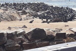 Skeleton Coast Cape Cross Seal colony Tour - The Early 7:30am Drive: What You Actually See on the Way