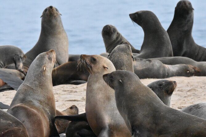 Skeleton Coast Cape Cross Seal colony Tour - Cape Cross Proper: Lichens, Crosses, and a Very Real Sense of Place