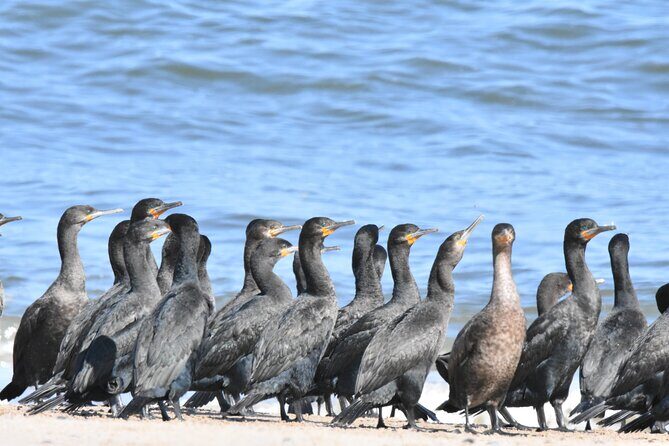 Skeleton Coast Cape Cross Seal colony Tour - Henties Bay: Light Lunch, Refuel Stop, and the Return
