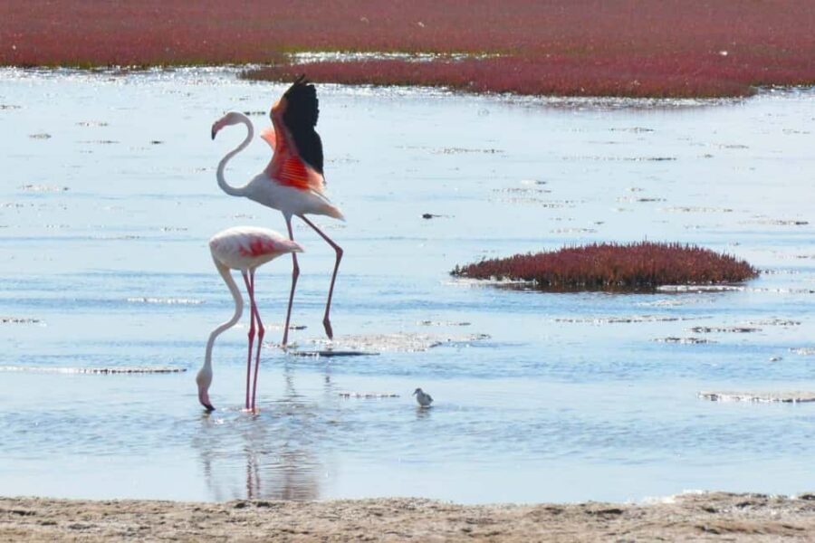 swakopmund city tour dune 7 pink lake pink flamingos - Swakopmund City Stops: German-Era Architecture Plus Practical Orientation