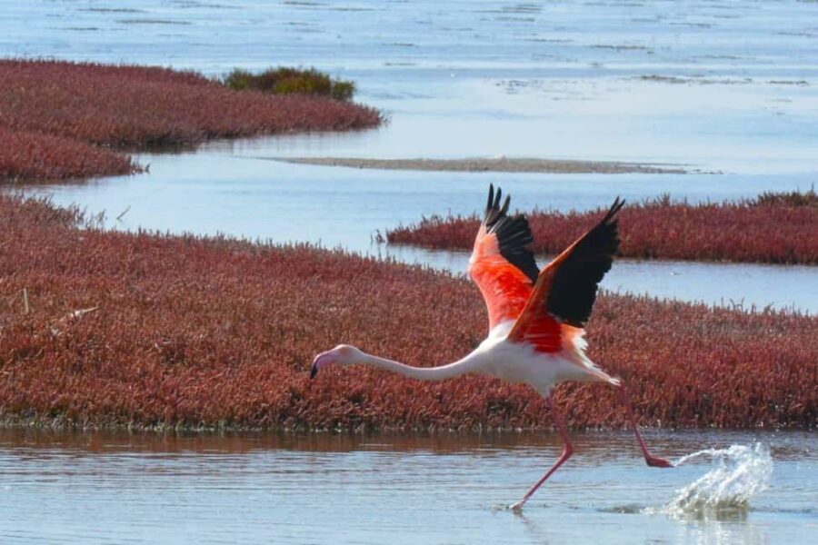 swakopmund city tour dune 7 pink lake pink flamingos - Pink Lakes and Flamingos: The Color Stop That Makes Swakopmund Tour Photos Look Real