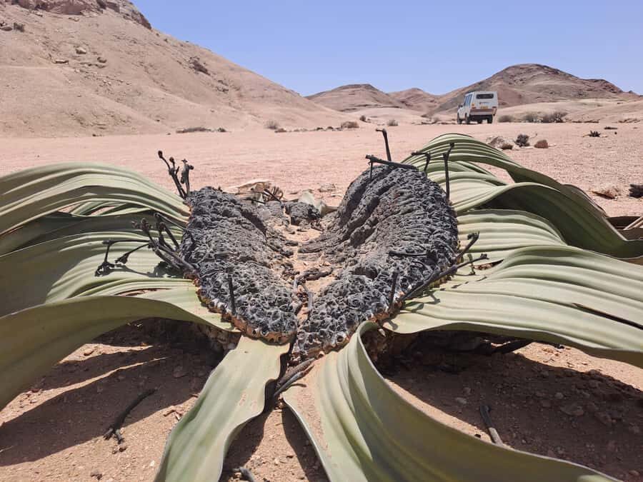 Swakopmund: Moon Valley and Namib Desert Welwitschia Tour - Key things you’ll notice on this tour