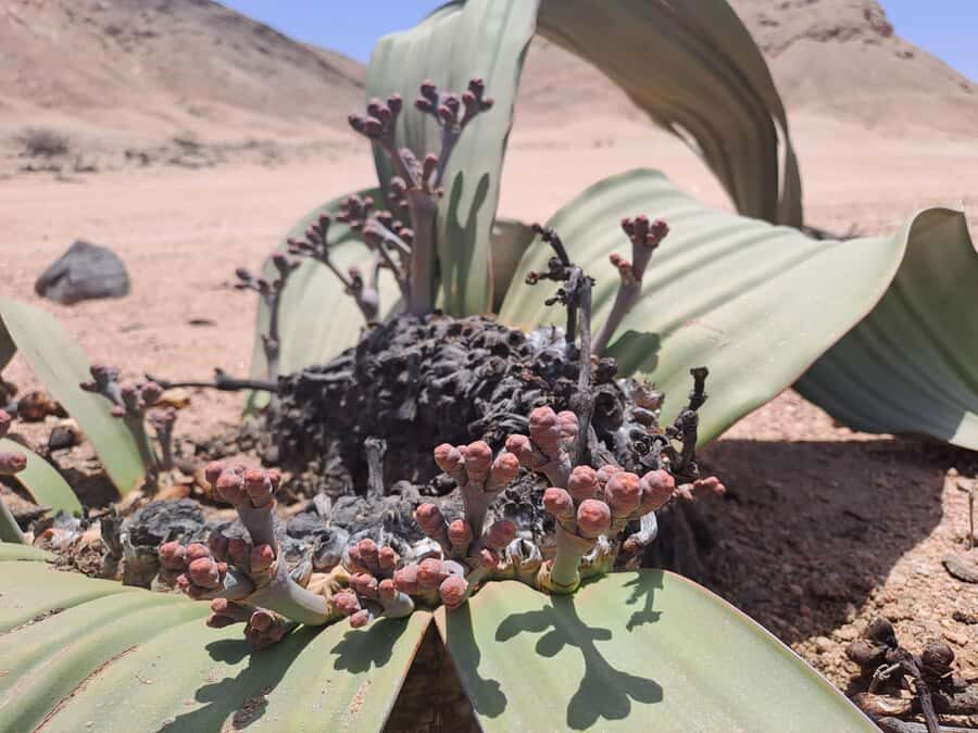 Swakopmund: Moon Valley and Namib Desert Welwitschia Tour - Moon Valley’s canyon walls and why they matter