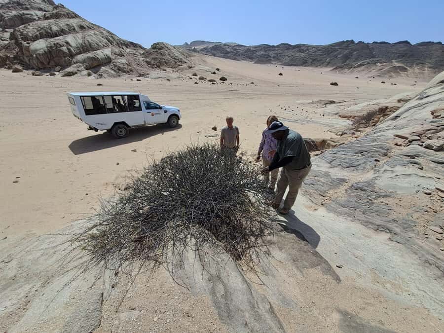 Swakopmund: Moon Valley and Namib Desert Welwitschia Tour - Welwitschia mirabilis: the desert plant that makes the tour