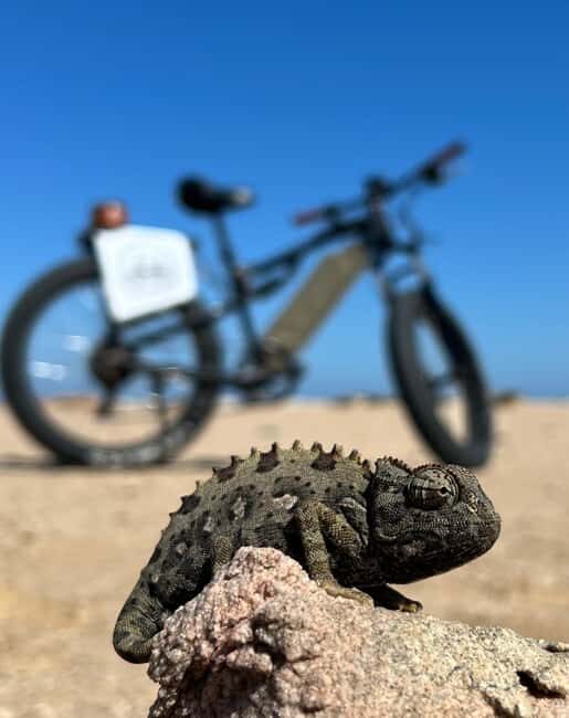Swakopmund: "UP CLOSE" Living Desert E-FatBike Tour - The 3.5-hour route: Swakop riverbed to dunes to the beach