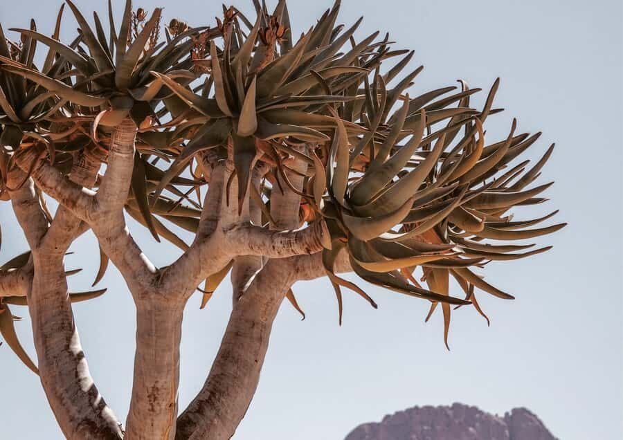 Swakopmund/Walvis Bay: Spitzkoppe Mountains - Should You Book This Spitzkoppe Day Trip?
