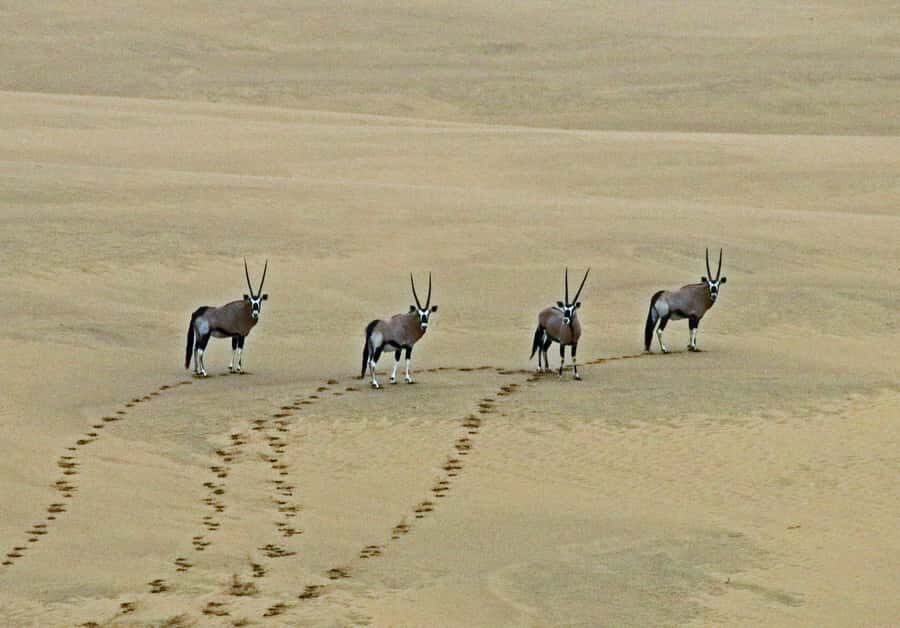 Walvis Bay: 4x4 Desert Excursion to Sandwich Harbour Bay - Kuiseb River Delta stop: springbuck in a dry riverbed