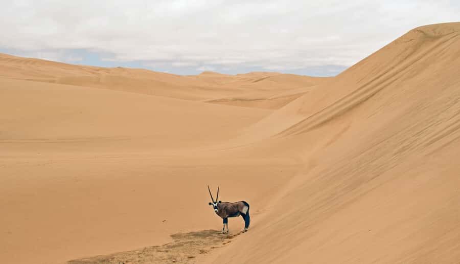 Walvis Bay: 4x4 Desert Excursion to Sandwich Harbour Bay - How the 4x4 drive really works: thrilling, not reckless