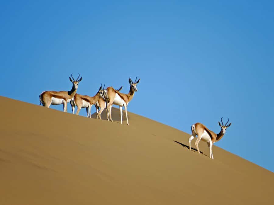 Walvis Bay: 4x4 Desert Excursion to Sandwich Harbour Bay - Price and value: is $153 for 4 hours worth it?