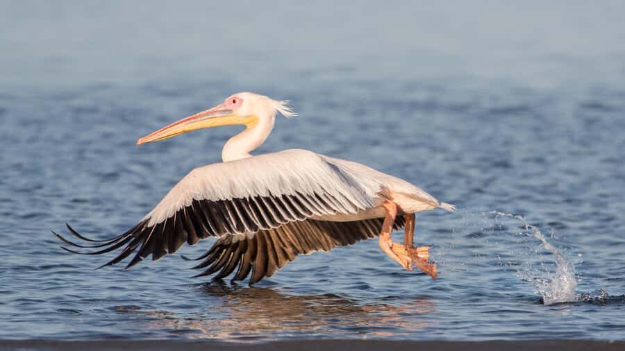 Walvis Bay and Sandwich Harbour Tour - The 100-meter dune climb and sandboarding fun