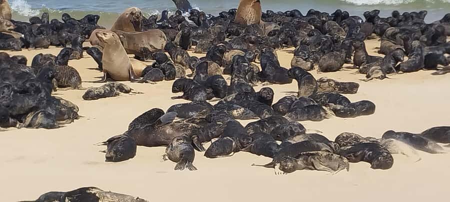 Walvis Bay: Kayaking and Sandwich Harbour Full-Day Tour - Should you book this Walvis Bay to Sandwich Harbour day?