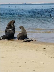 Walvis Bay: Kayaking and Sandwich Harbour Full-Day Tour - Pelican Point and the tugboat wreck: the calm before the kayak chaos