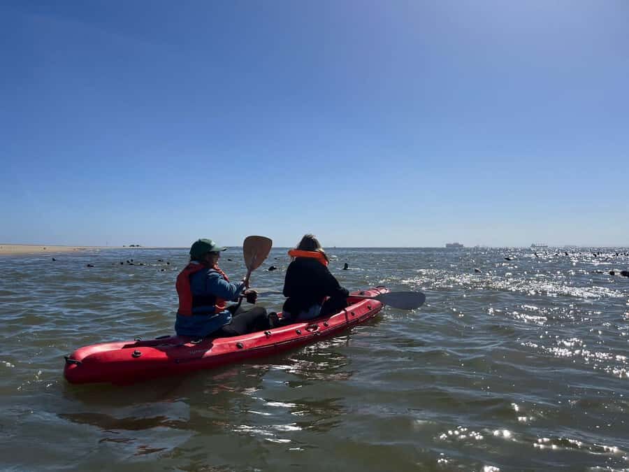 Walvis Bay: Kayaking and Sandwich Harbour Full-Day Tour - On the water with Cape fur seals: what close encounters really mean