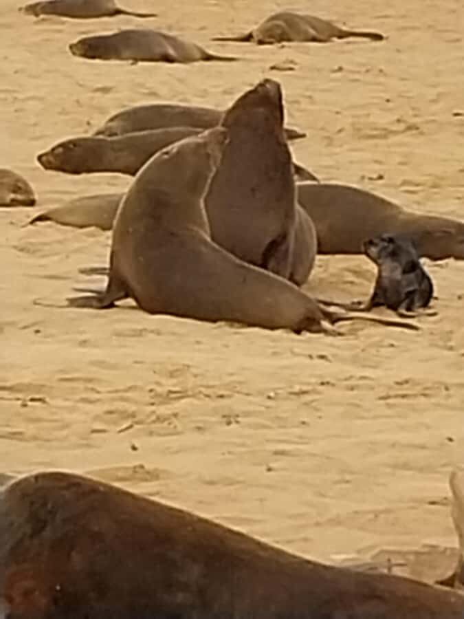 Walvis Bay: Kayaking and Sandwich Harbour Full-Day Tour - Dunes meeting the sea: the dune drive adrenaline factor