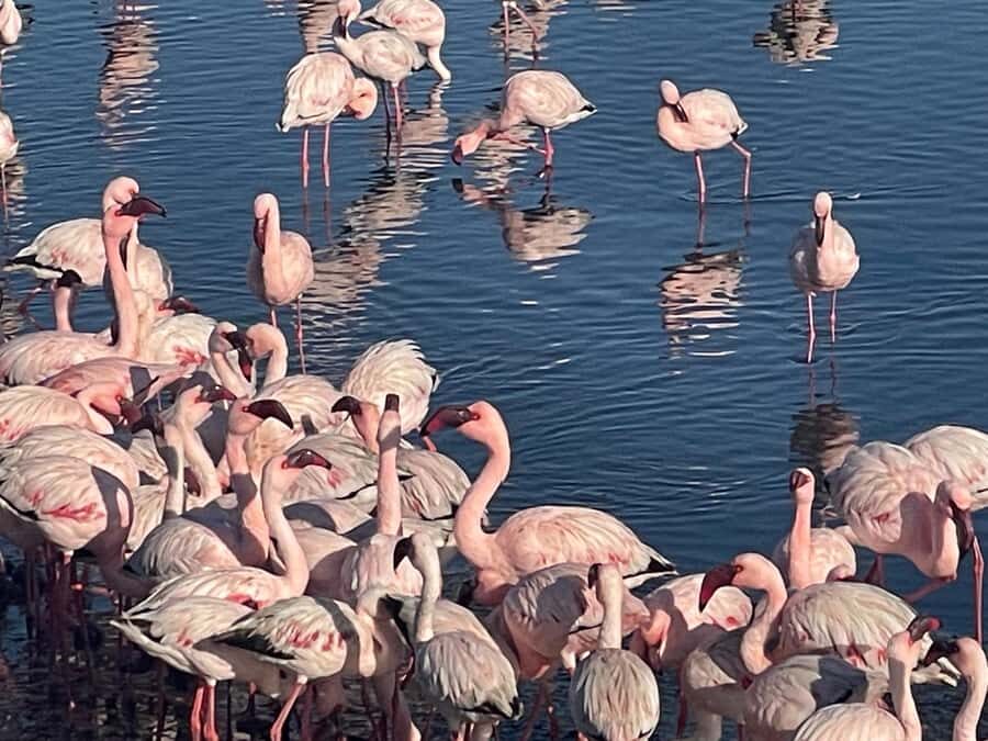 Walvis Bay: Kayaking and Sandwich Harbour Full-Day Tour - What to bring, what to skip, and who should reconsider