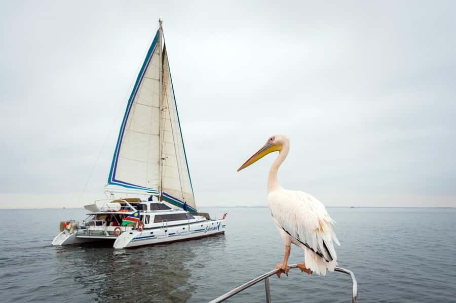 Walvis Bay: Marine Big 5 Luxury Catamaran Tour - Key highlights worth planning around