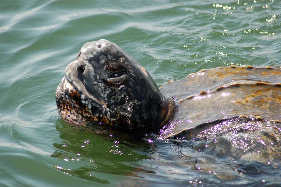 Walvis Bay: Marine Big 5 Luxury Catamaran Tour - Pelican Point gives you instant payoff before you even reach open water