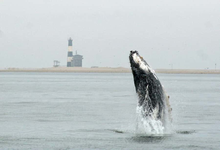 Walvis Bay: Marine Big 5 Luxury Catamaran Tour - Dolphins in Walvis Bay: three species and three very different vibes